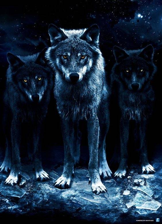 狼的霸气血性图片