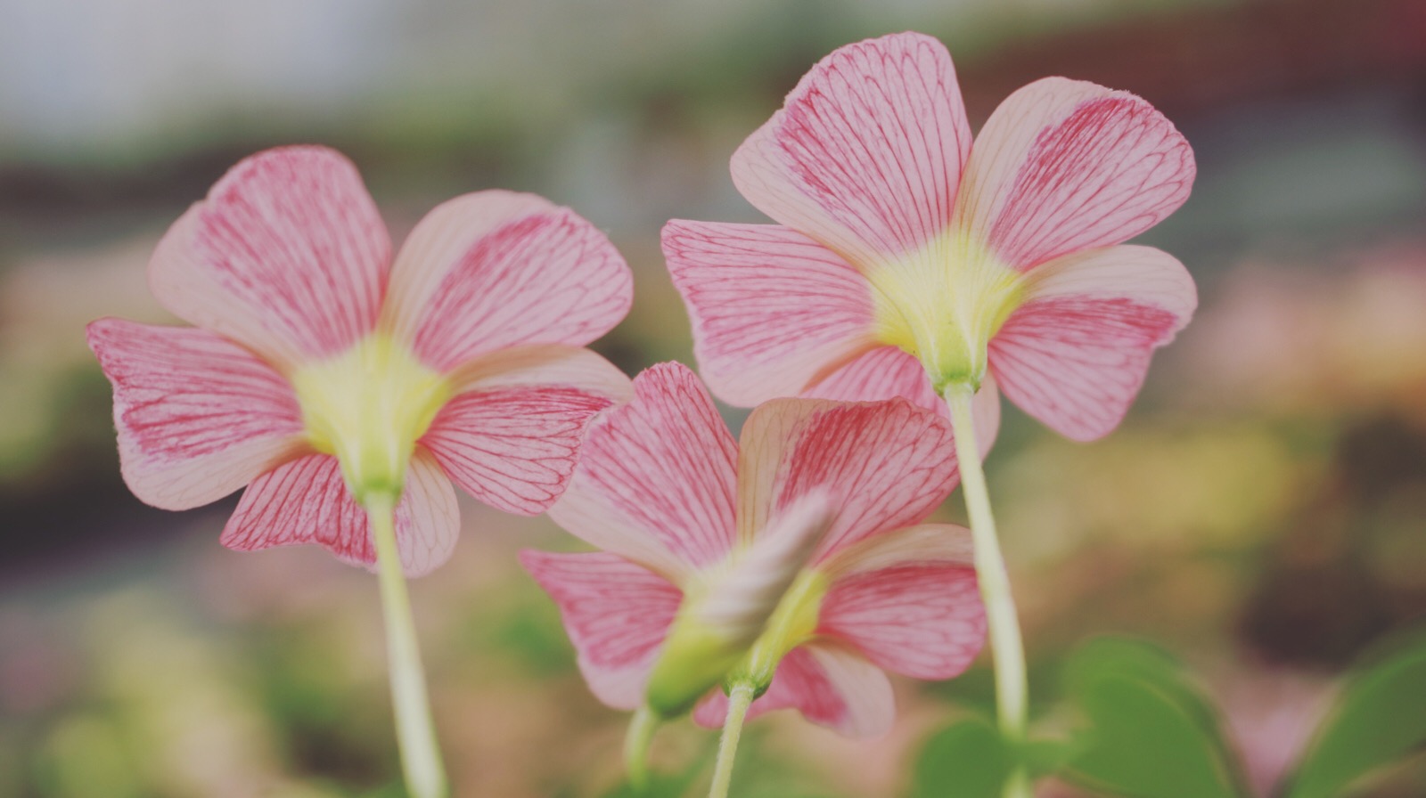 可爱小花花