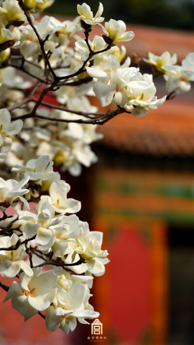 飞上朝阳瑞天下,灵根变化本无难" 照片取自@故宫博物院
