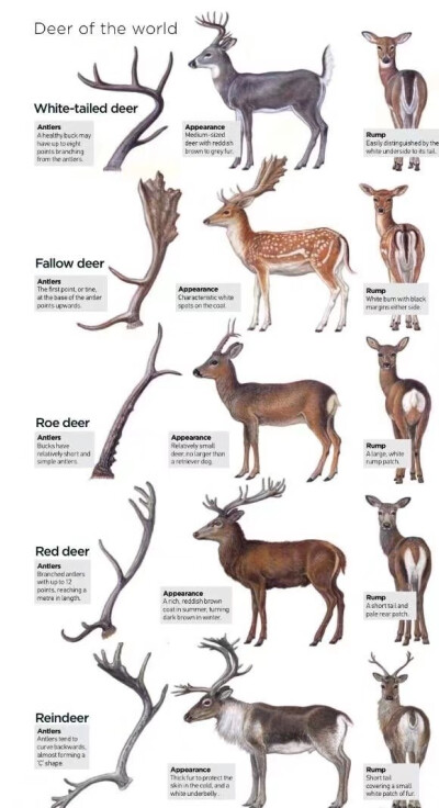 鹿的演变过程图片