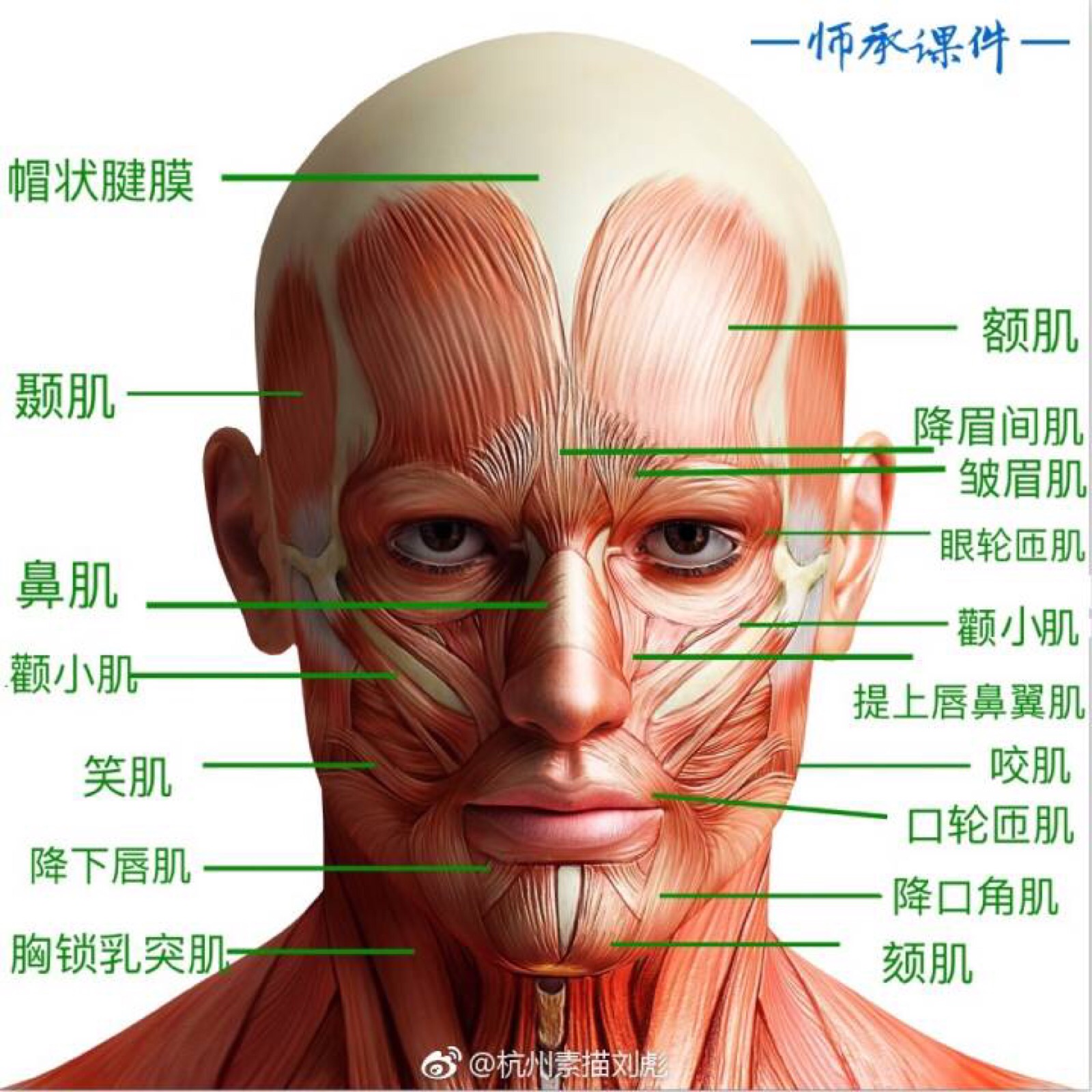 头部的构造图与功能图片