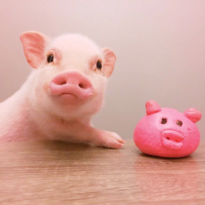 我是你最可爱的猪
