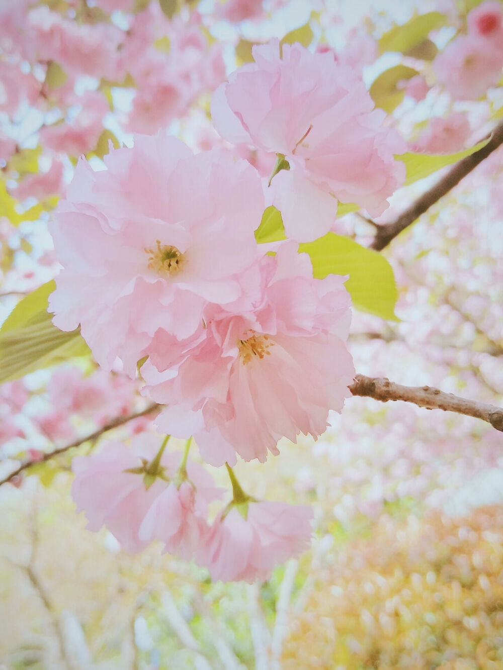 樱花