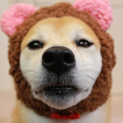 狗头