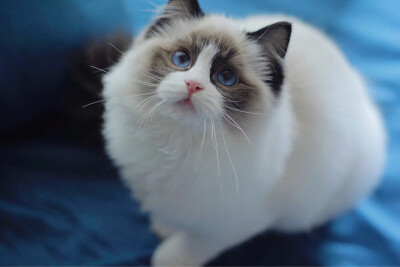 蓝白高地布偶猫图片