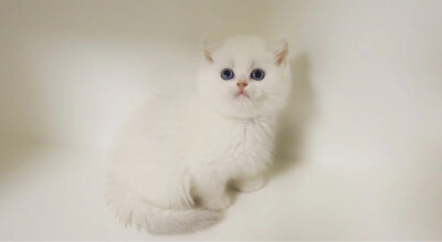 高白布偶猫图片