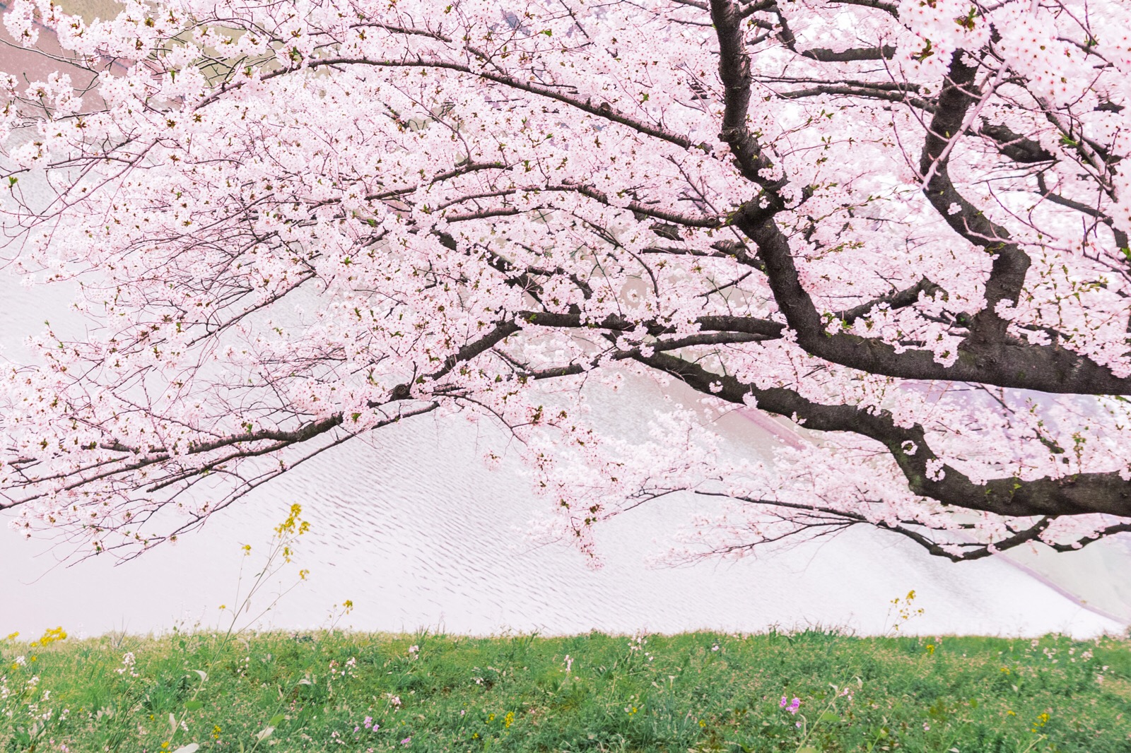 樱花树下图片壁纸图片