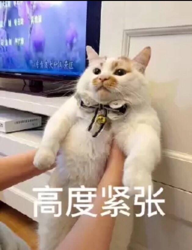 自截 权律二表情包 高糊小表情包 假笑男孩 萌娃表情包 汪星人表情包