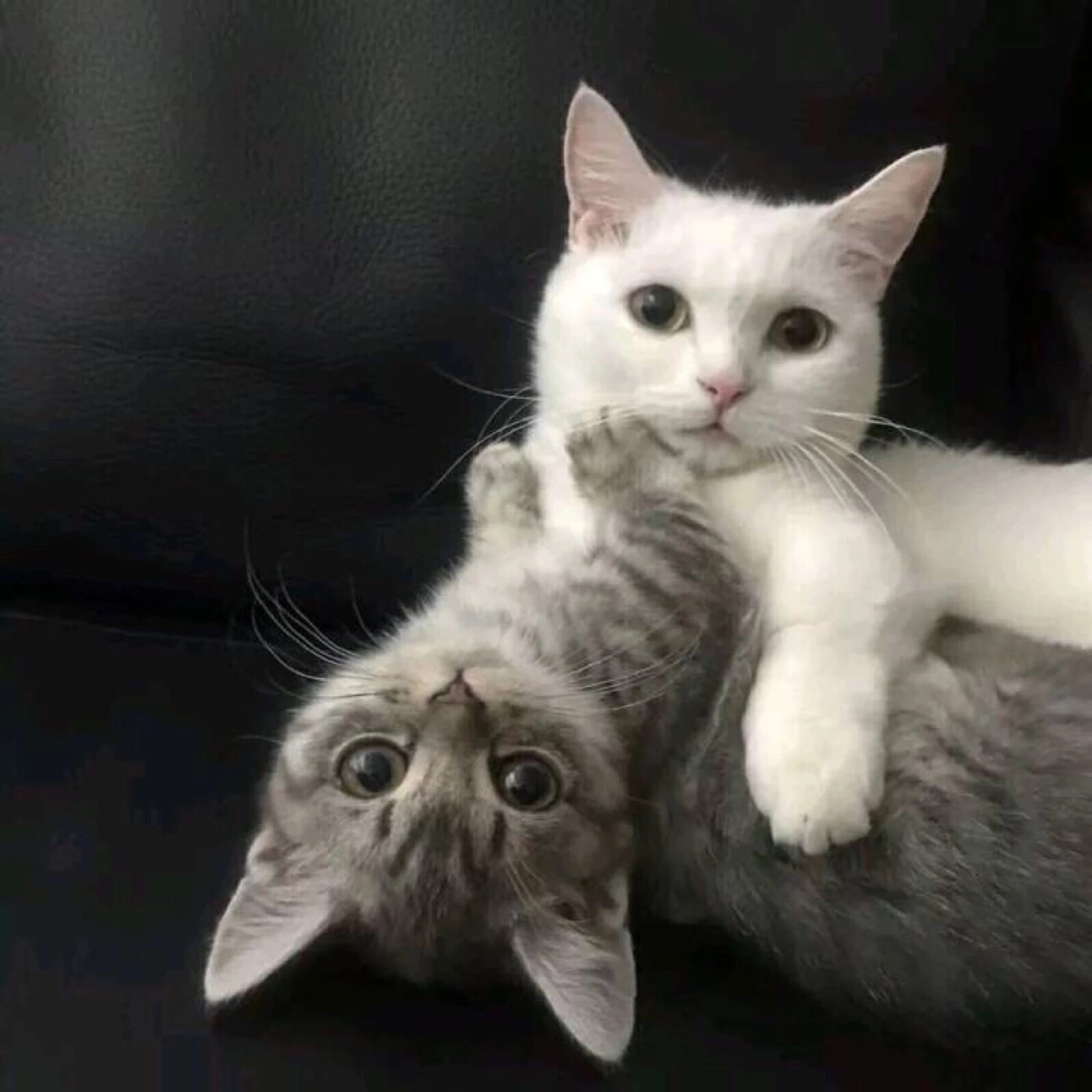 两个猫咪的情侣头像图片