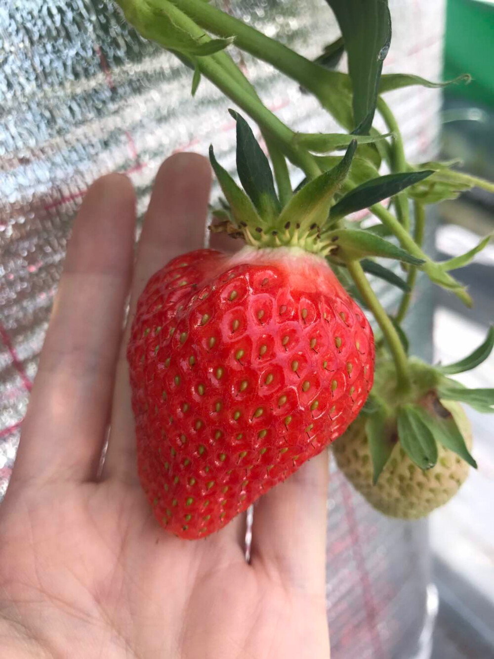 可爱的小草莓