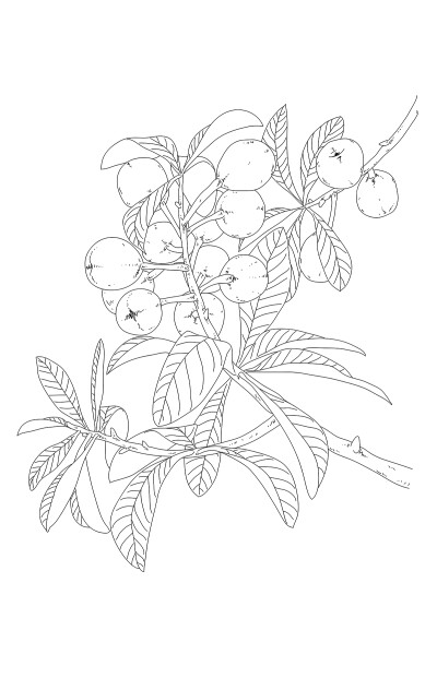 最简单的枇杷树简笔画图片