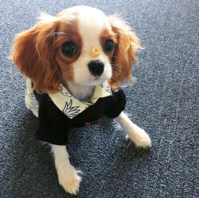 查理士王小l猎犬