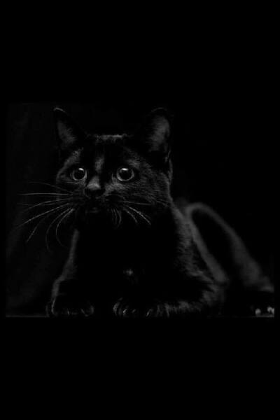收集   点赞  评论  黑猫 1 8 高冷黑猫  发布到  黑猫 图片评论 0