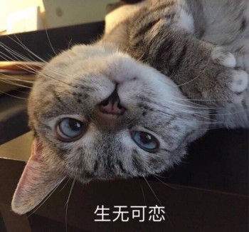 yue表情包猫图片