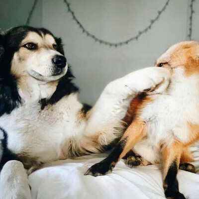 狐狸和狗 情头