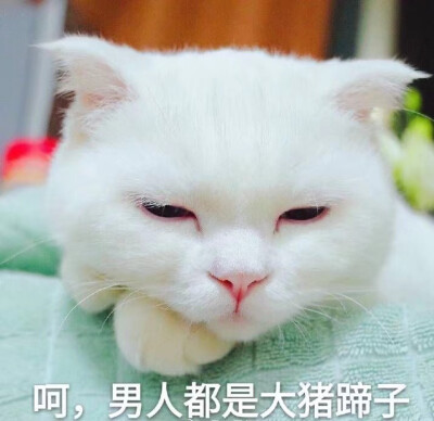 男人都输大猪蹄子