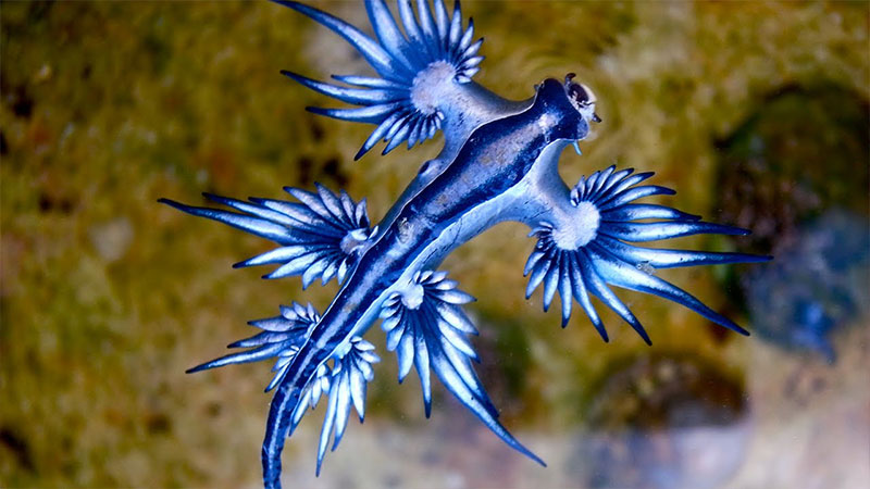 蛞蝓冰蓝色图片