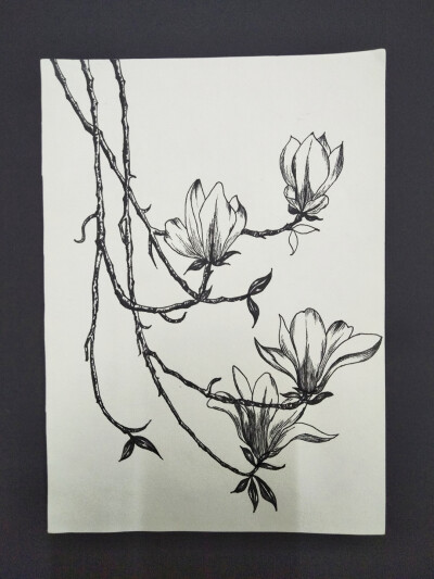 黑白线描装饰画《玉兰,玉兰》