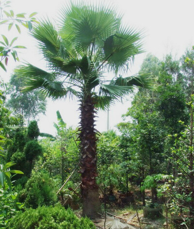 丝葵 老人葵棕榈科贝叶棕亚科贝叶棕族棕榈属乔木状,高达18-21米,树干