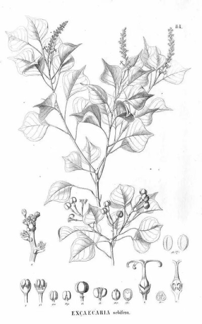乌桕(sapium sebiferum (l) roxb或triadica sebifera (l