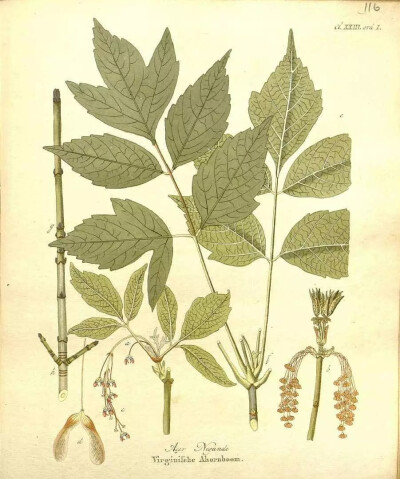 梣叶槭(羽叶槭,英国俗称:复叶槭,美国俗称:灰叶槭)是槭树科槭树属下