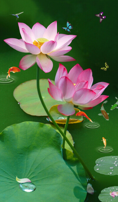 荷花
