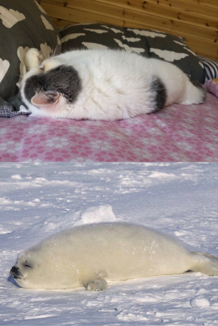 小猪猪睡相成迷,白海豹相似度99% - 堆糖,美图壁纸