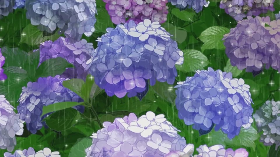 绣球花精灵王 紫阳
