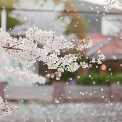 樱花飘落的速度是每秒五厘米