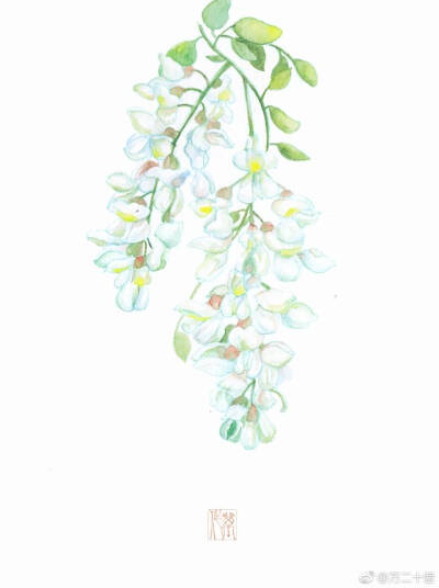慕花集°槐花