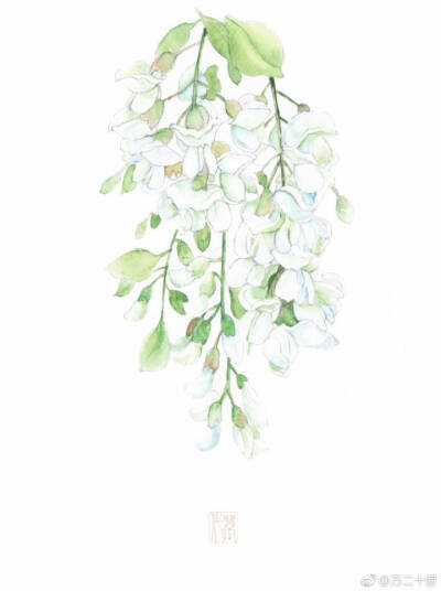 慕花集°槐花