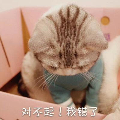 猫咪探头表情包