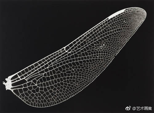 翅膀的纹理 堆糖,美图壁纸兴趣社区