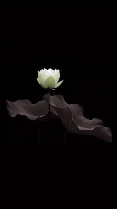 手机壁纸―黑白系列