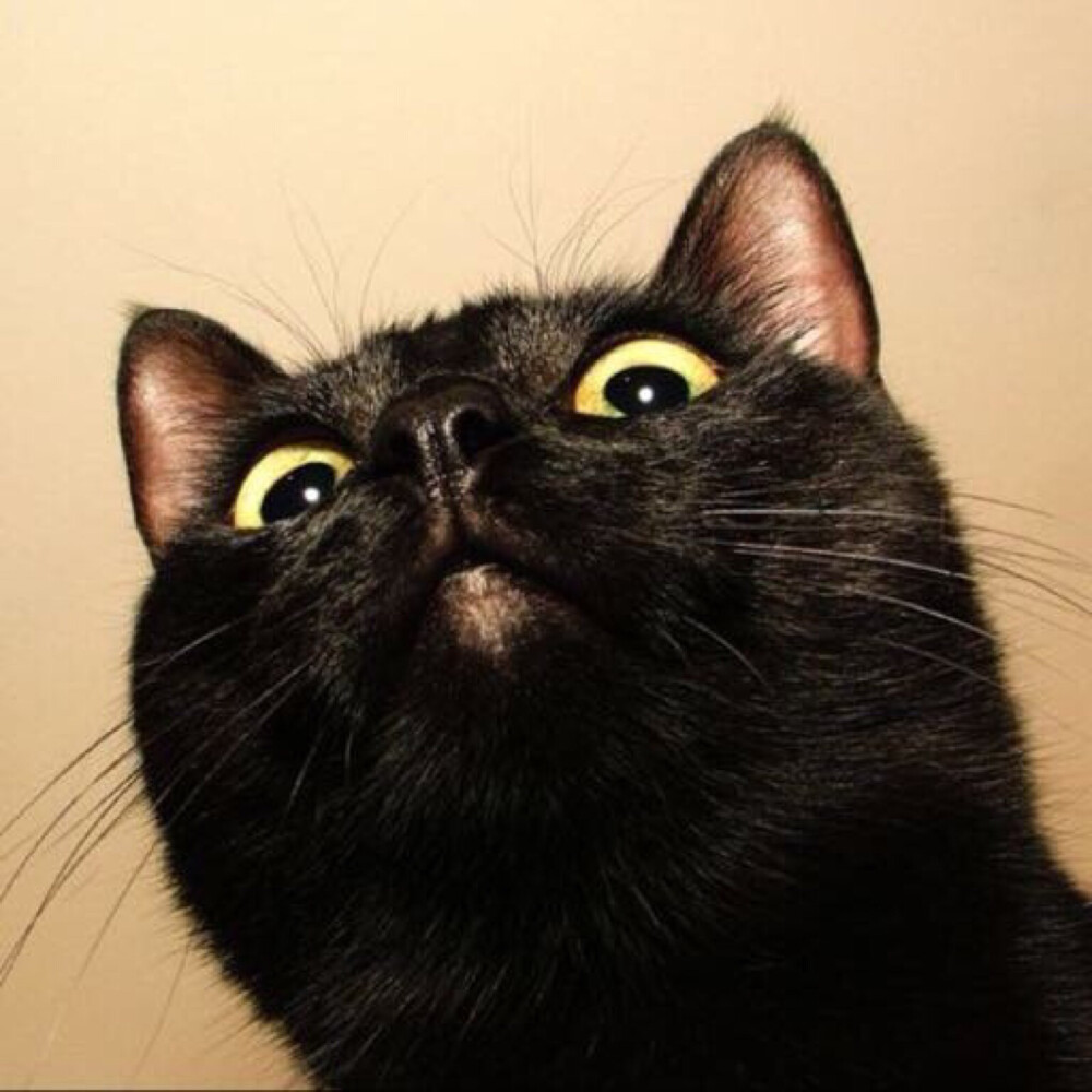 黑猫头像 微信图片