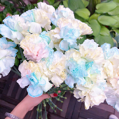 进口吸色康乃馨,棉花糖云一样柔软的颜色