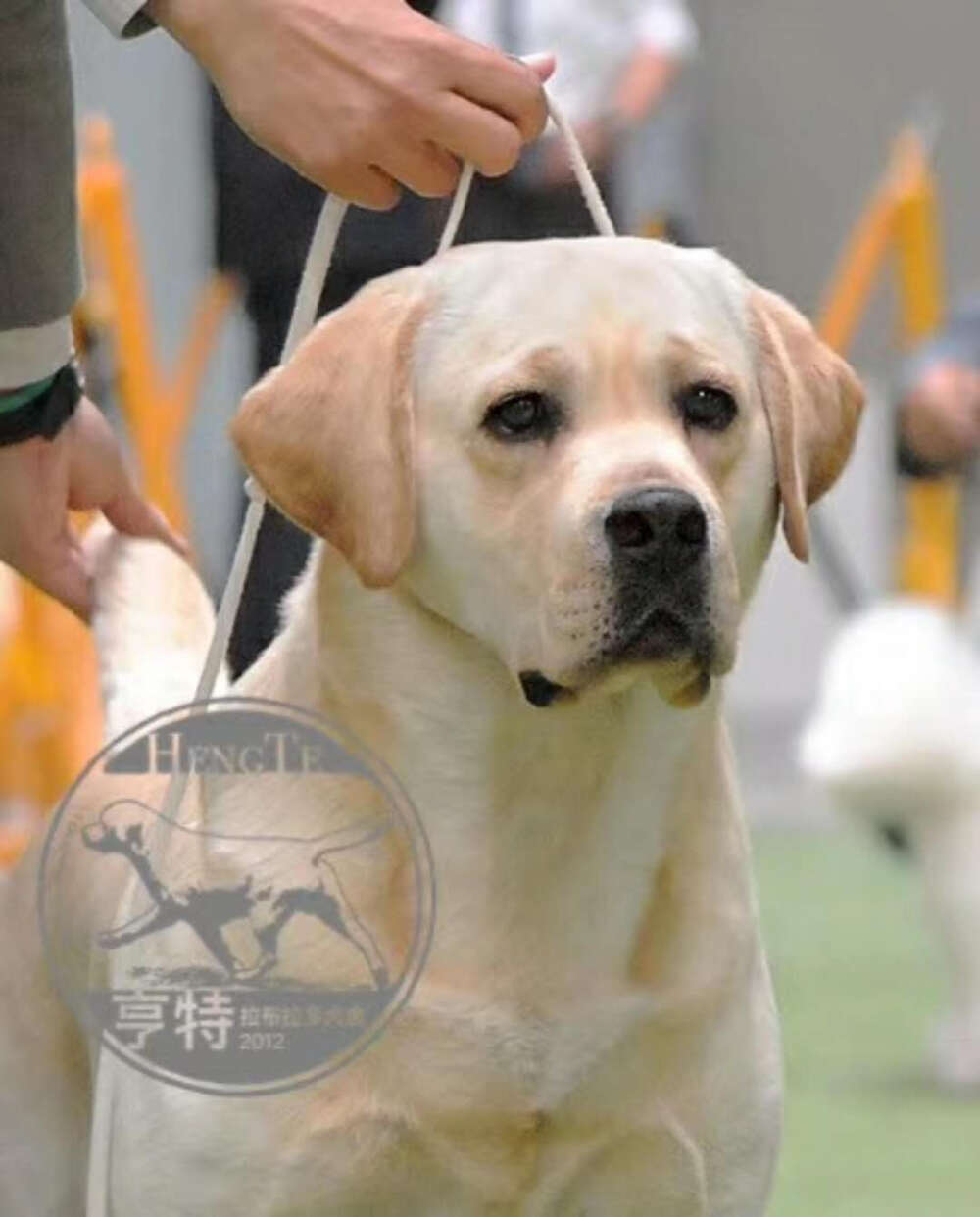 亨特拉布拉多犬舍的超级冠军毕加索