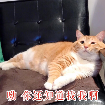 热门猫咪表情包