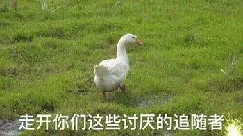 呆头鹅表情包