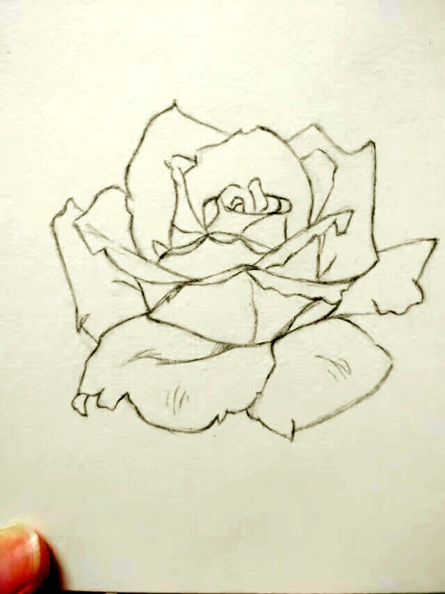 玫瑰 线稿