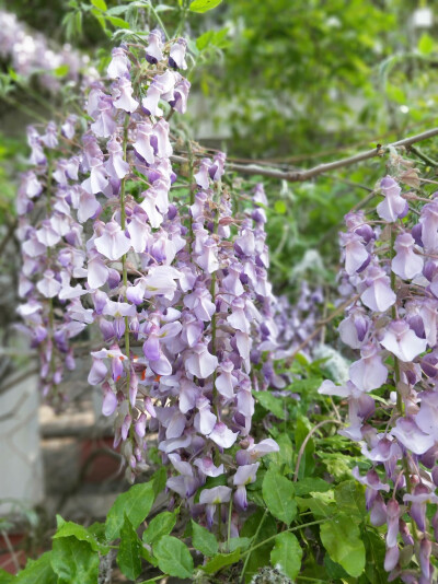 手机拍的月季花,紫藤花