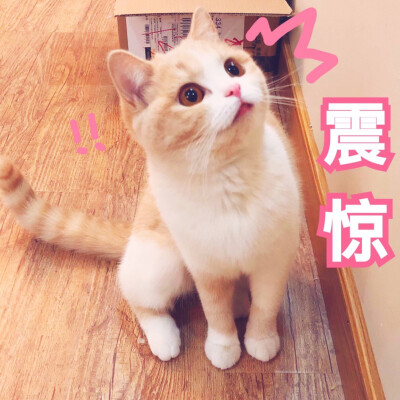 猫咪表情包# (投稿@熊仔拨清波 )猫:蜜桃@酒心蜜桃酥你是要讲道理