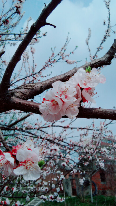 云想衣裳花想容,春风拂槛露华浓