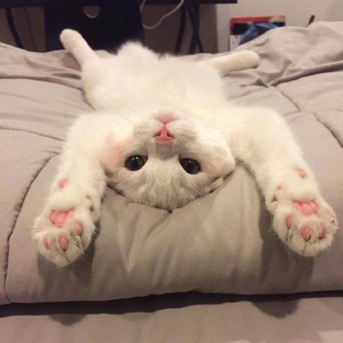 喵喵喵 猫咪 猫奴 铲屎官 吸猫 云养猫 萌 软萌 小可爱 超萌 爱宠
