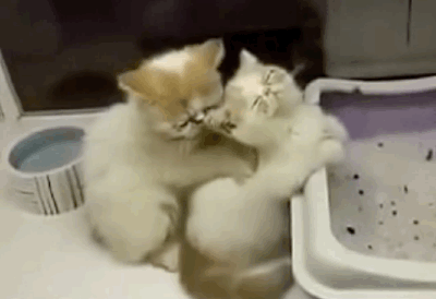 喵喵喵 猫咪 猫奴 铲屎官 吸猫 云养猫 萌 软萌 小可爱 超萌 爱宠