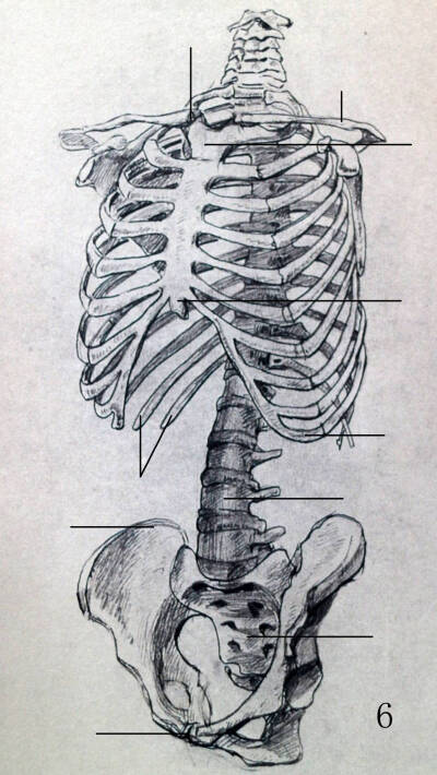 肋骨怎么画步骤图图片