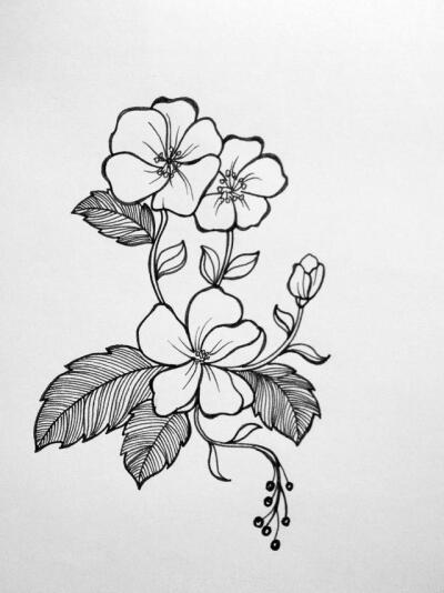 点线面黑白画植物图片