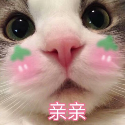 可爱猫咪gif表情包