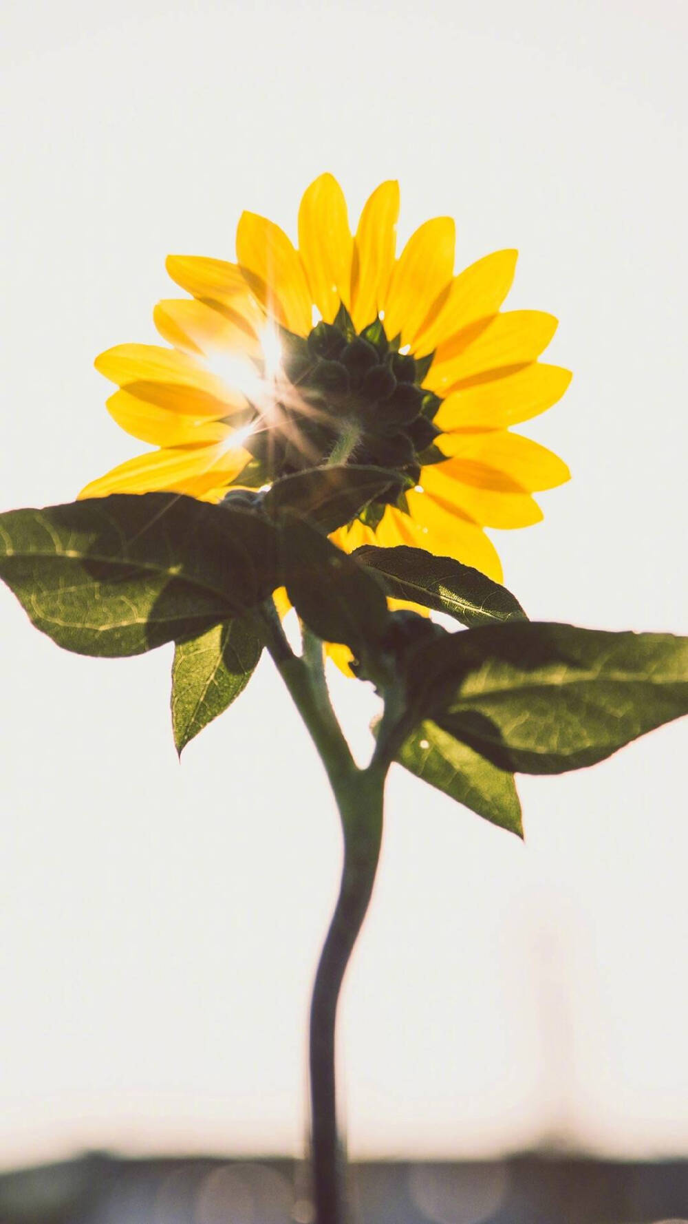 小雏菊,向日葵