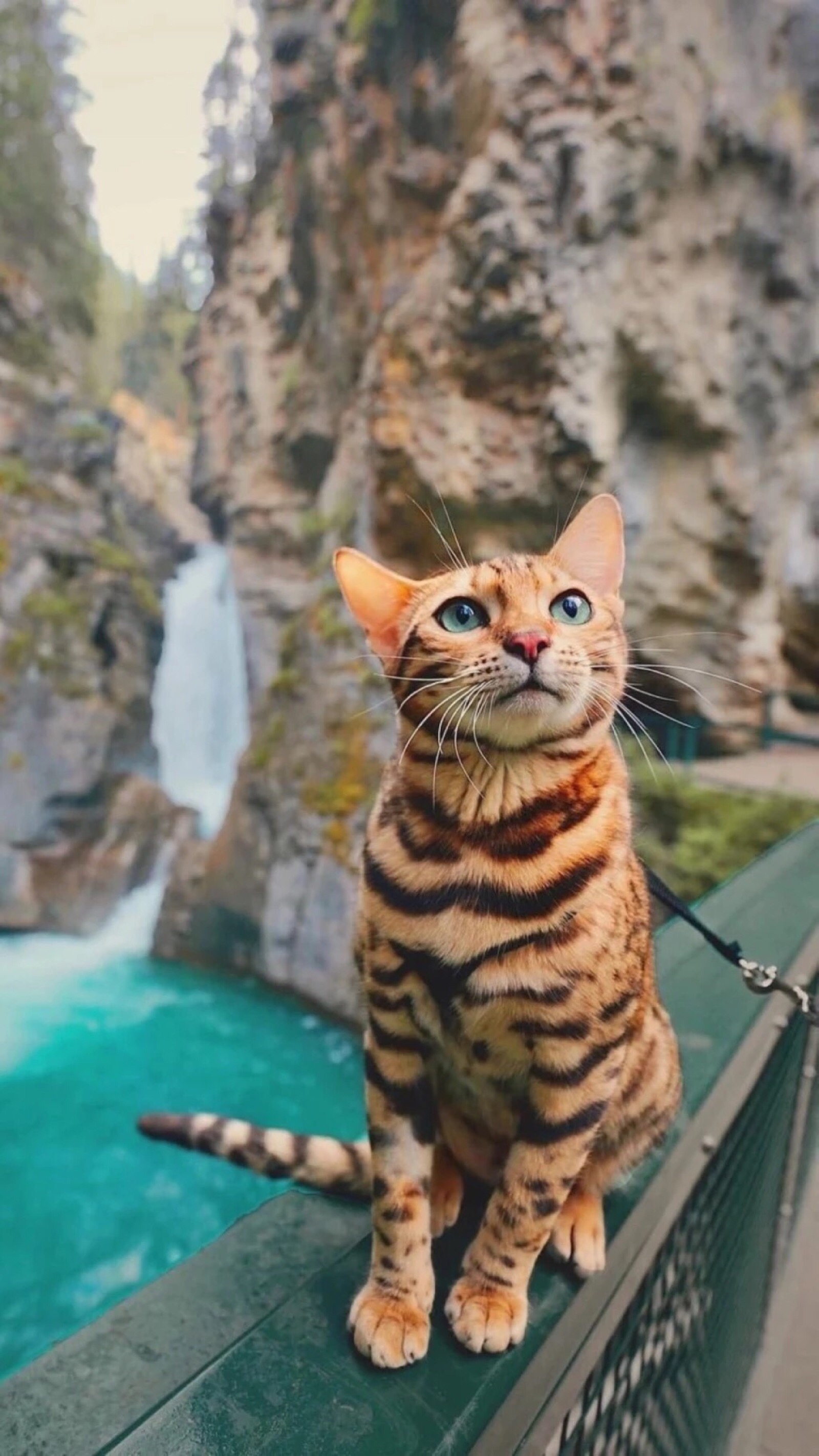 猫奴